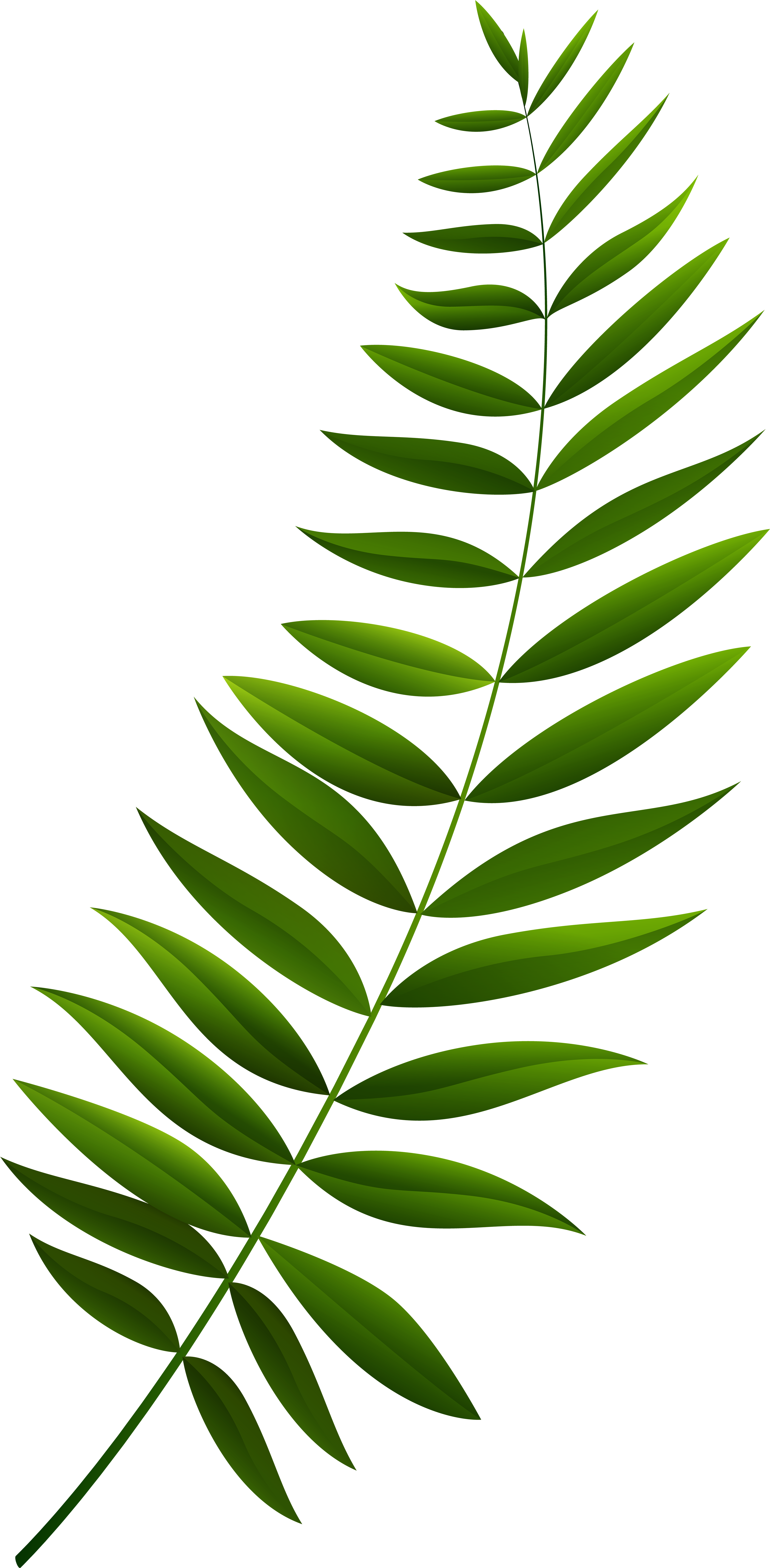 Green Fern Leaf Branch