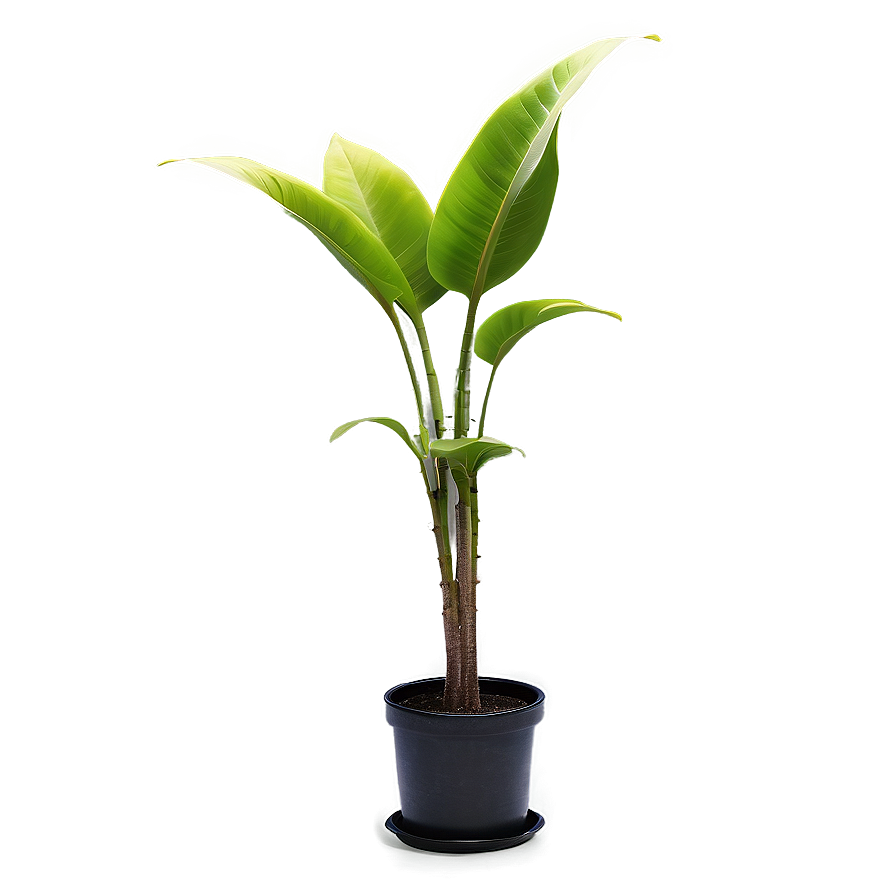 Green Floor Plant Png Jpo