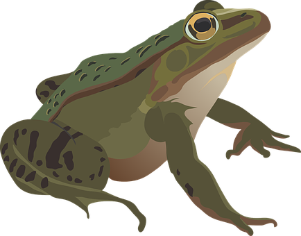 Green Frog Illustration PNG with transparent background