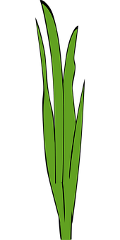 Green Grass Blades Graphic PNG with transparent background
