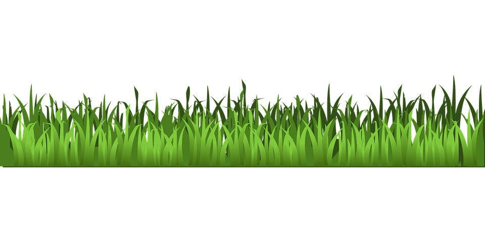 Spring Meadow PNG Photo PNG with transparent background