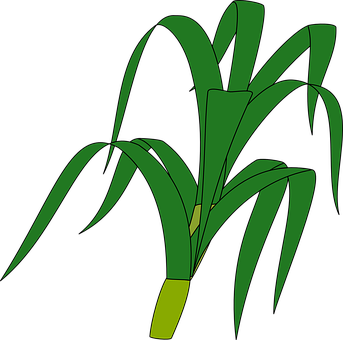 Green Grass Vector Illustration PNG with transparent background