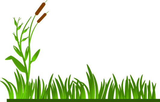 Green Grassand Reeds Vector PNG with transparent background