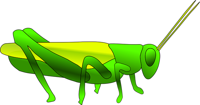 Green Grasshopper Illustration PNG with transparent background