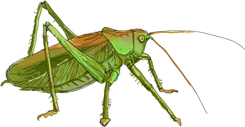 Green Grasshopper Illustration