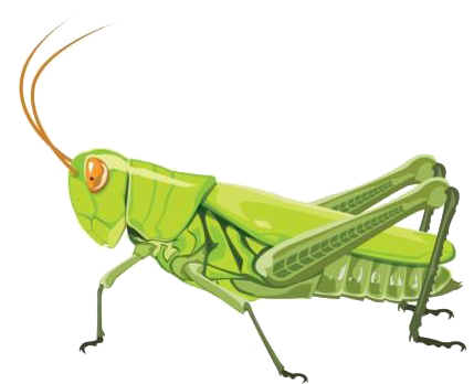 Green Grasshopper Illustration.png