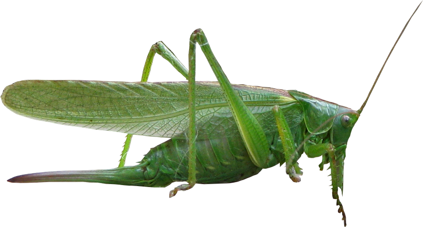 Green Grasshopper Transparent Background