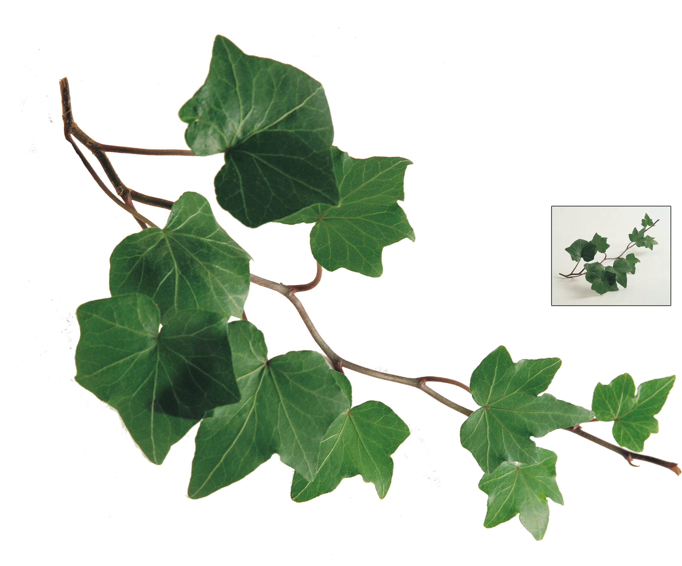 Common Ivy Leaf Plant Vine - Ivy Leaf Watercolor Png, Transparent Png PNG with transparent background