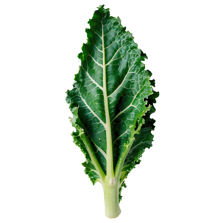 Green Kale Leaf Png 06252024