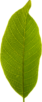 Green Leaf Black Background PNG with transparent background