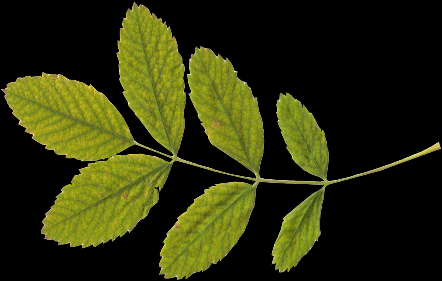 Green Leaf Branch Black Background