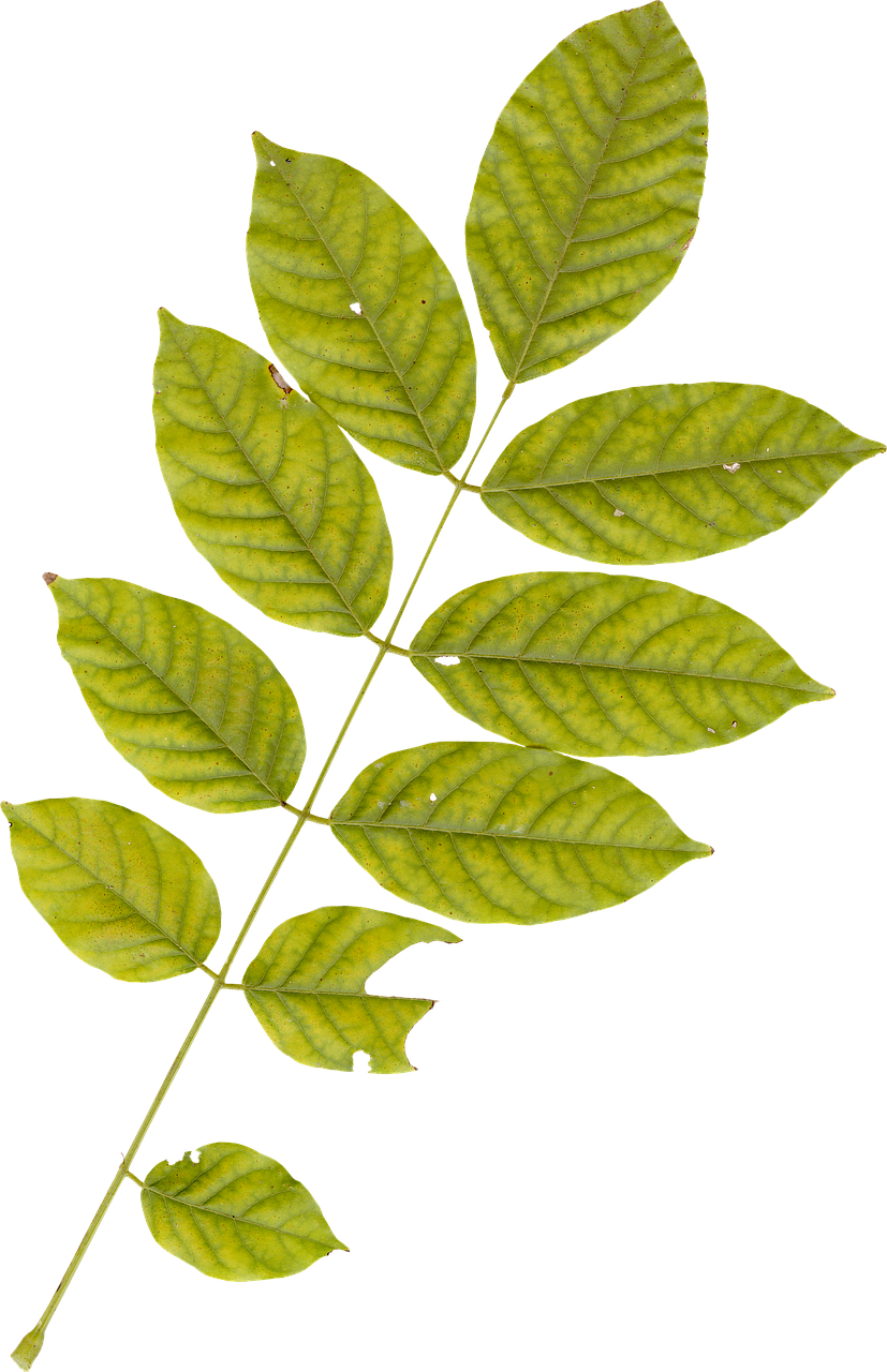 Green Leaf Branch Black Background