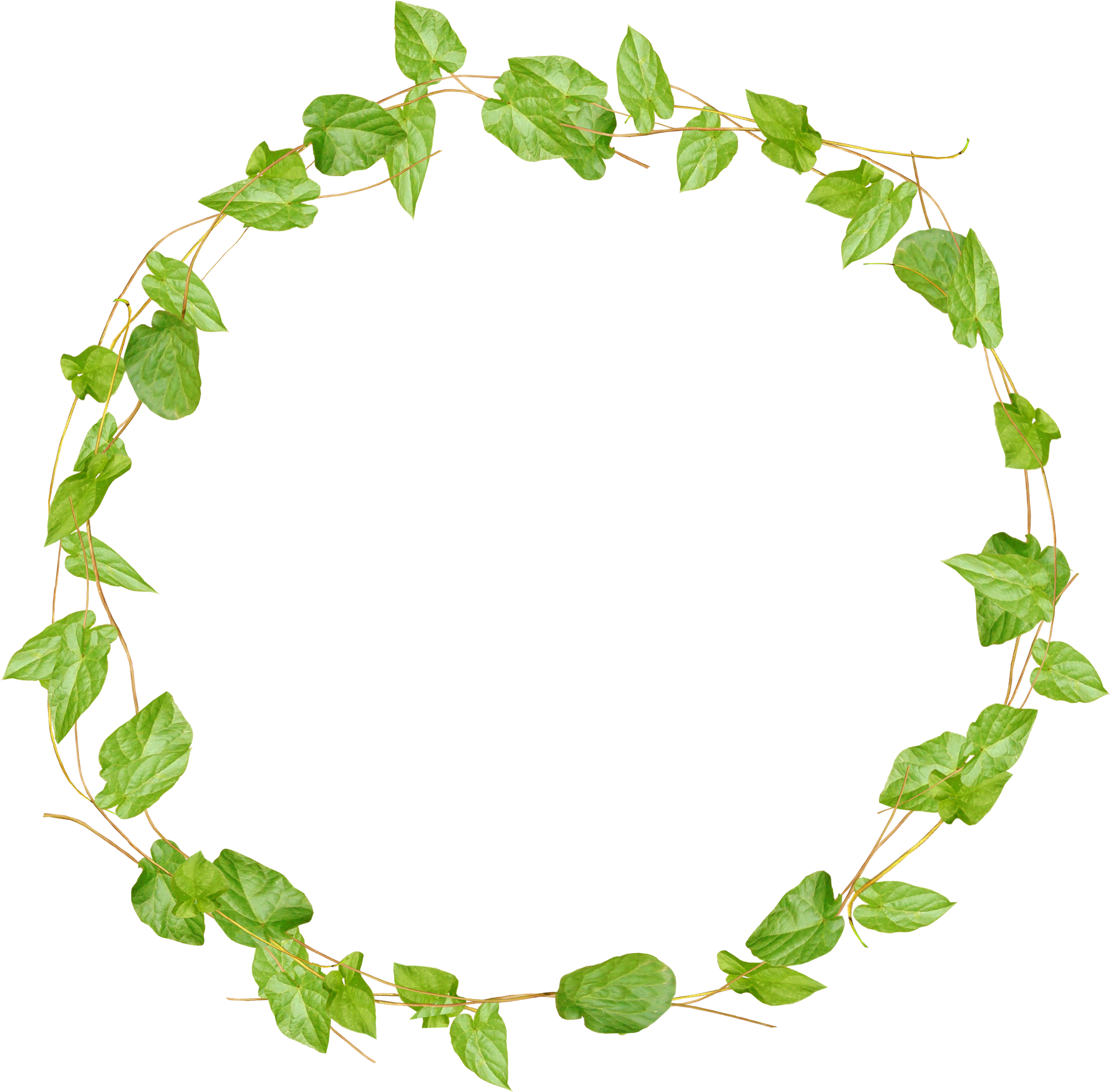 Green Leaf Circular Border Design.png