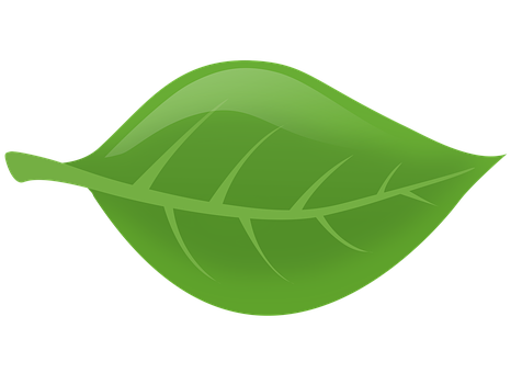 Green Leaf Graphic Illustration