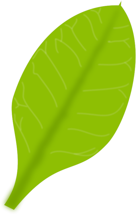 Green Leaf - Single Green Leaf Png, Transparent Png PNG image with a transparent background, free high-resolution download