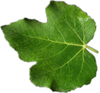 Green Leaf Texture Closeup