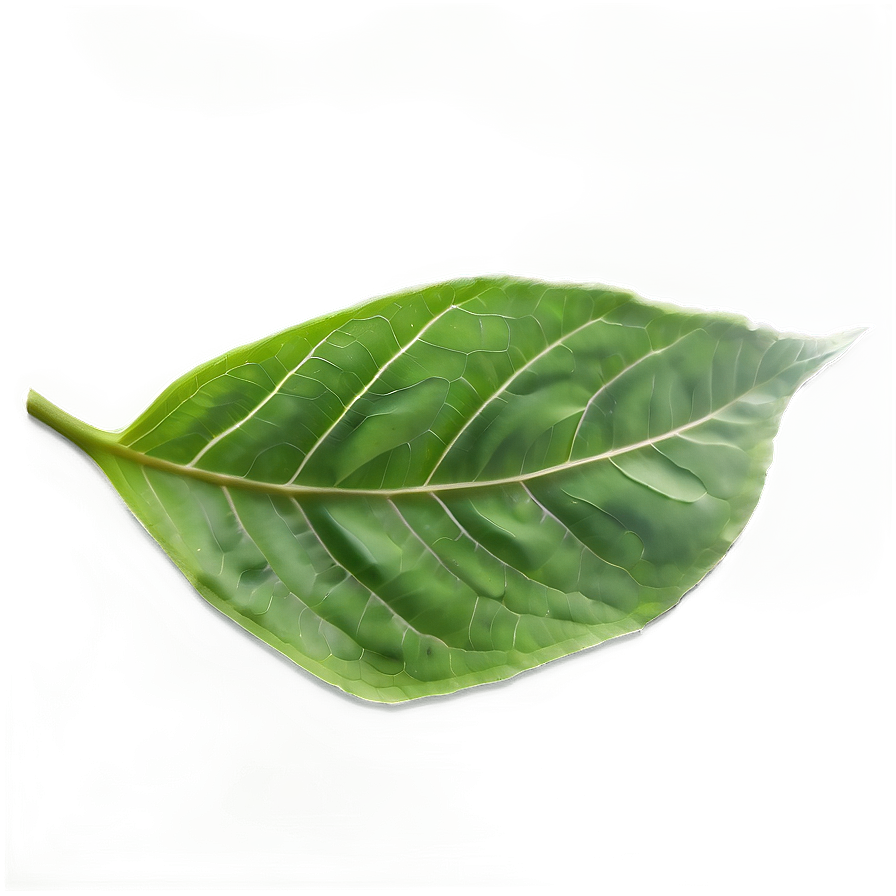 Green Leaf Texture Png 28