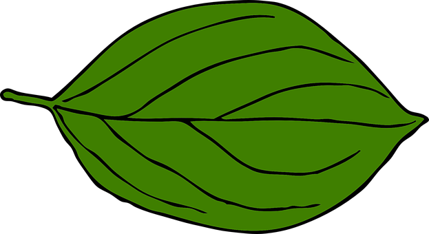 Green Leaf Vector Art