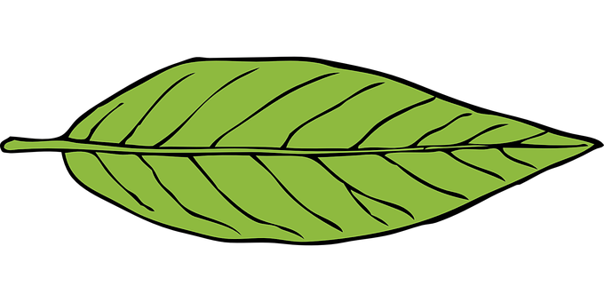 Green Leaf Vector Illustration