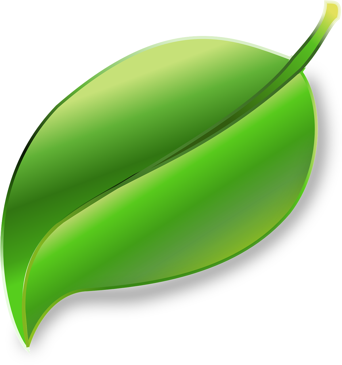 Green Leaf Vector Illustration