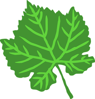 Green Leaf Vector Illustration PNG with transparent background