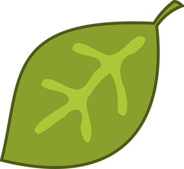 Green Leaf Vector Illustration