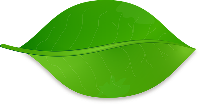 Green Leaf Vector Illustration PNG with transparent background
