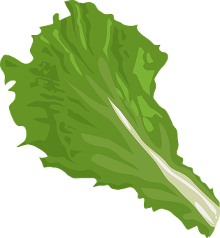 Green Leaf Vector Illustration PNG with transparent background