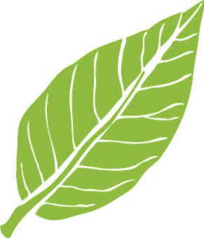 Green Leaf Vector Illustration PNG with transparent background