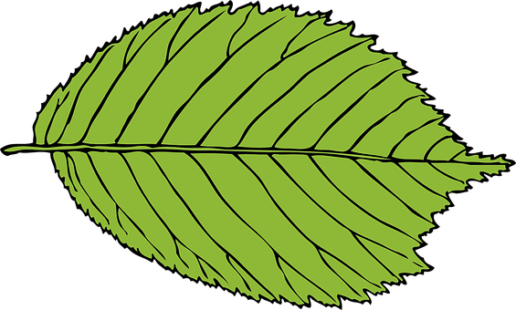 Green Leaf Vector Illustration PNG with transparent background