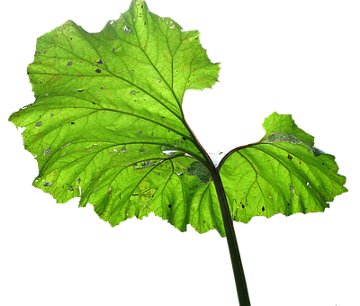 Green Leaf Water Droplets Black Background PNG with transparent background