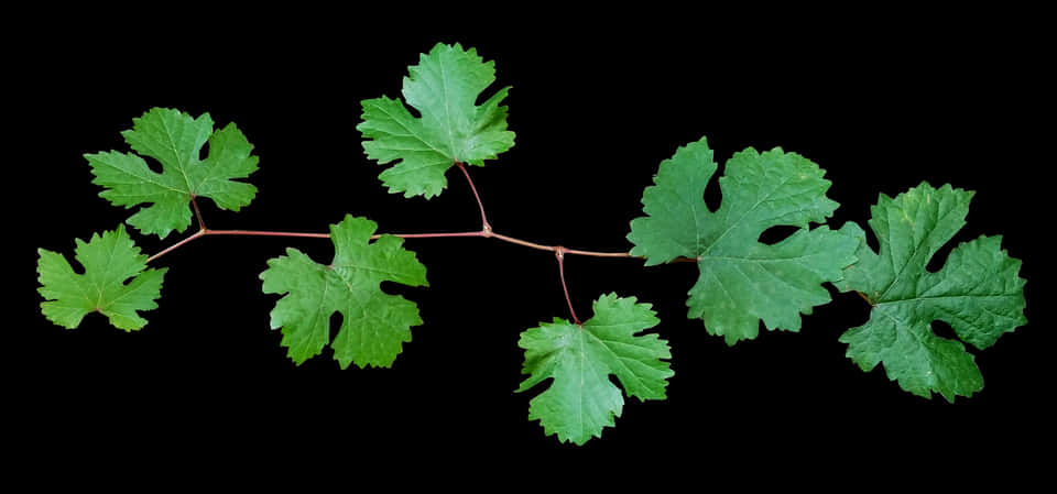 Green Leafy Branch Against Black Background