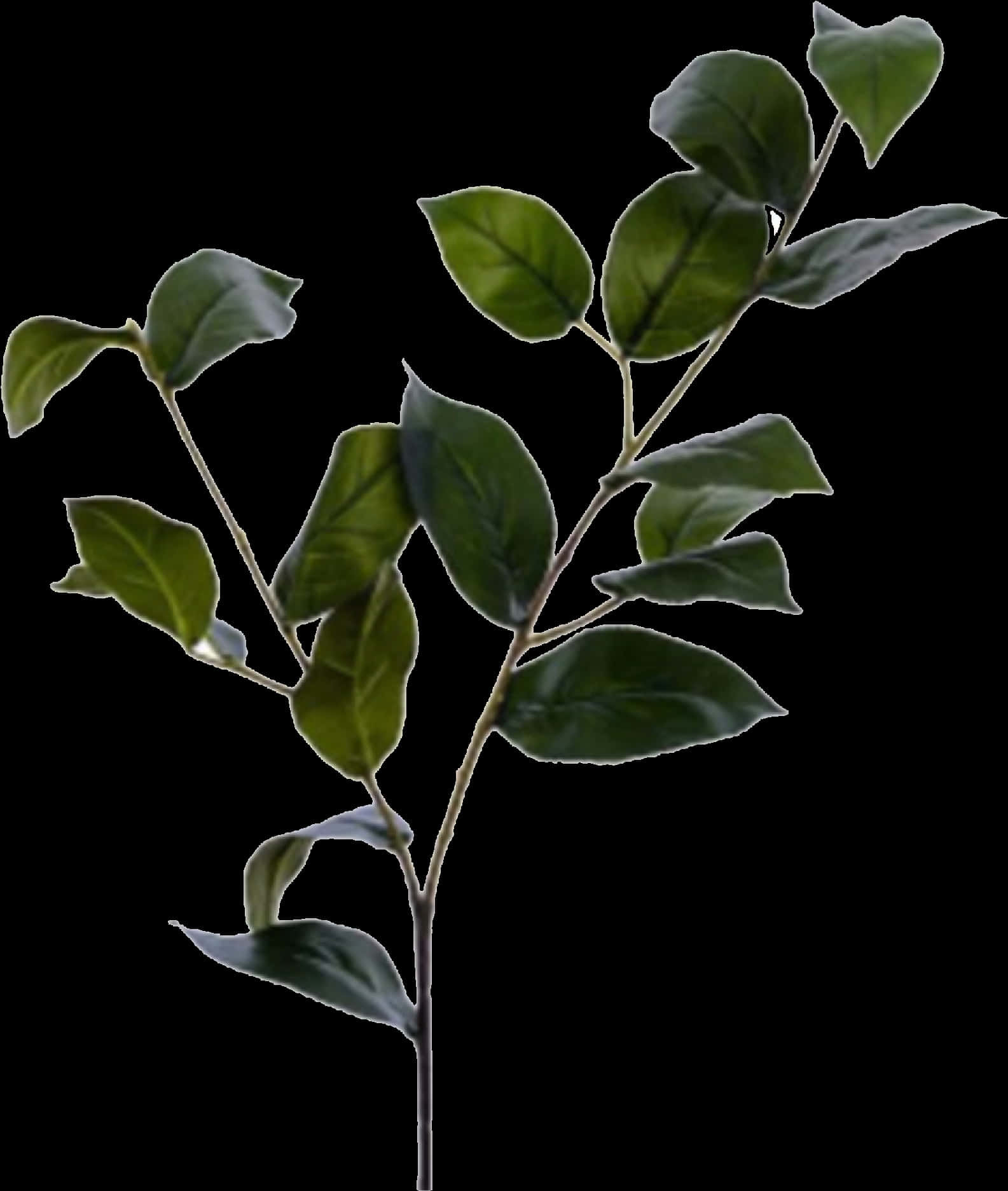 Plant Pngs, Transparent Png PNG with transparent background