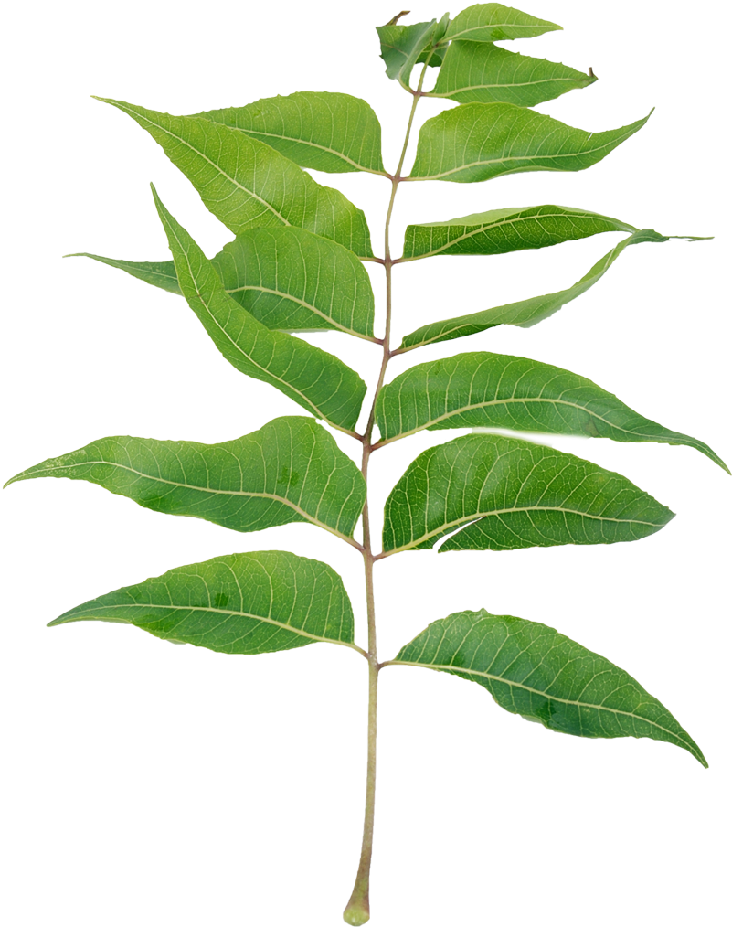 Green Leafy Branch Isolated