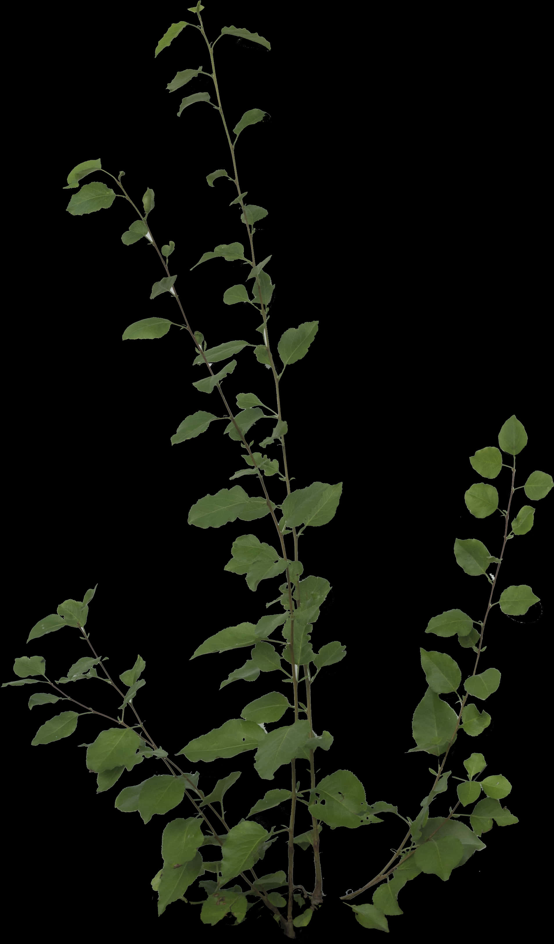 Free Icons Png - Plants Png PNG image with a transparent background, free high-resolution download