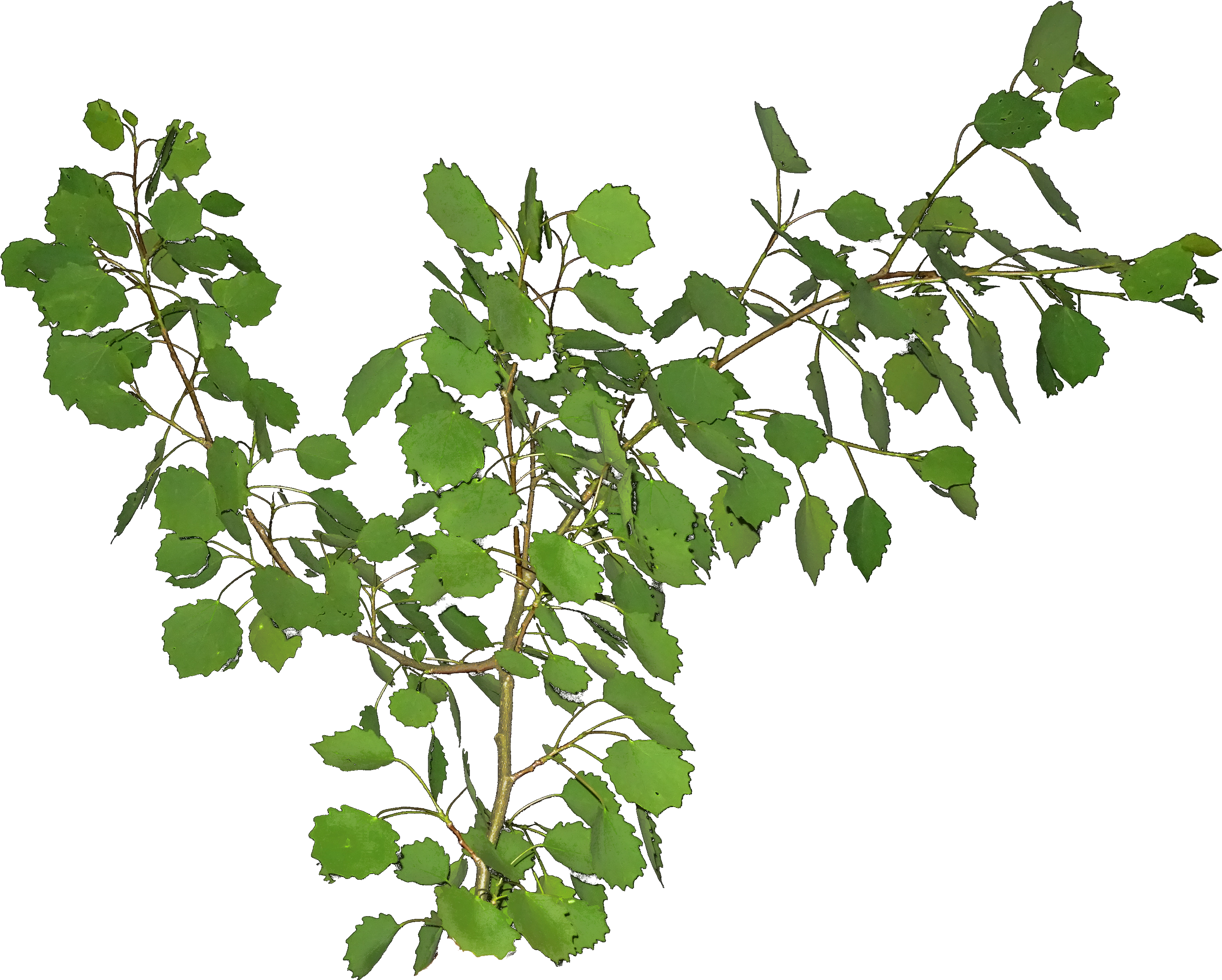 Green Leafy Branches Transparent Background