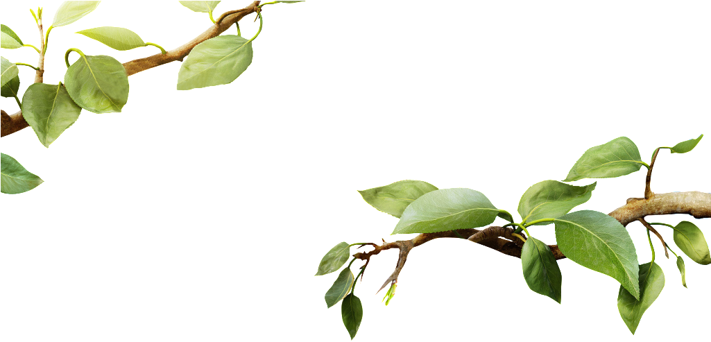 Green Leafy Tree Branch.png PNG with transparent background