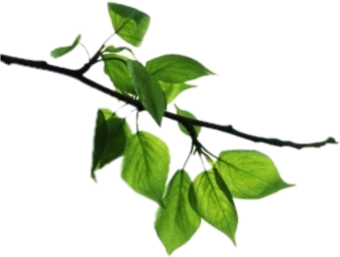Green Leafy Tree Branch.png PNG with transparent background