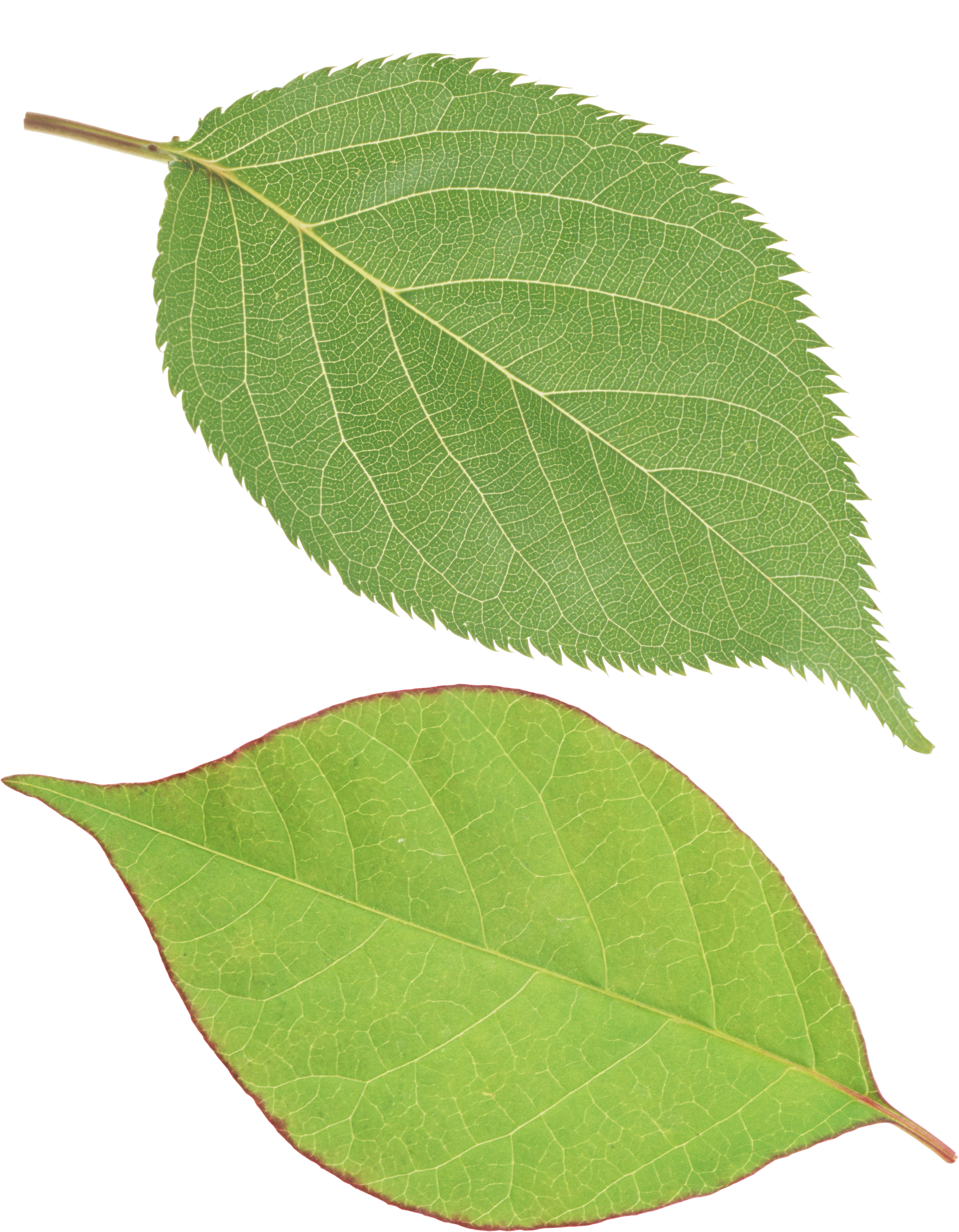 Green Leaf Png - Single Green Leaf Png, Transparent Png PNG image with a transparent background, free high-resolution download