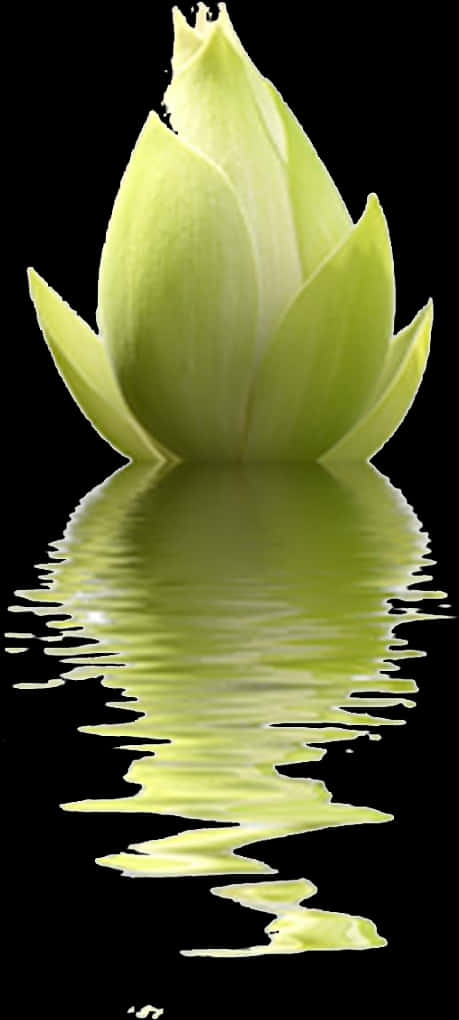 Green Lotus Reflection