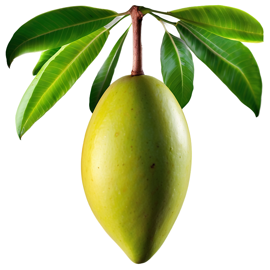 Green Mango PNG 05232024 PNG image with a transparent background, free high-resolution download