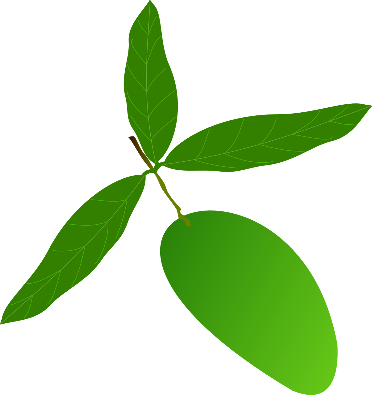 Green Mango With Leaves Vector PNG with transparent background