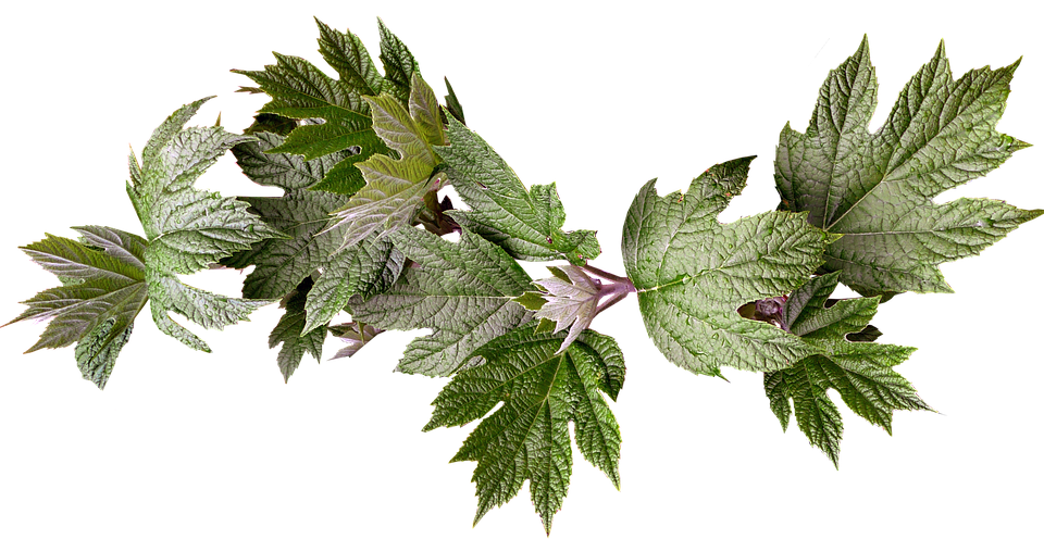 Green Maple Leaves Transparent Background PNG with transparent background