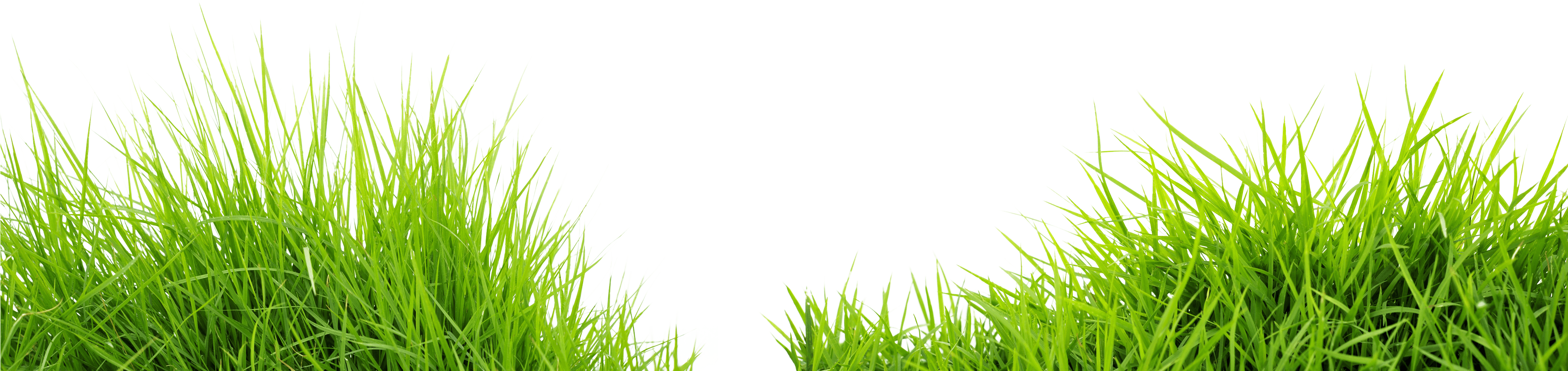 Green Meadow Grass Isolated