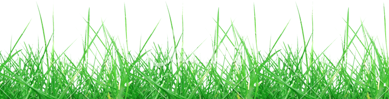 Meadow Transparent PNG PNG with transparent background