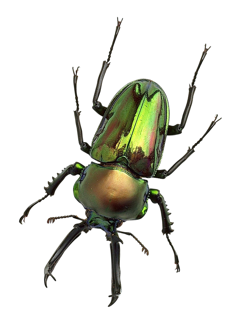 Green Metallic Beetle PNG with transparent background