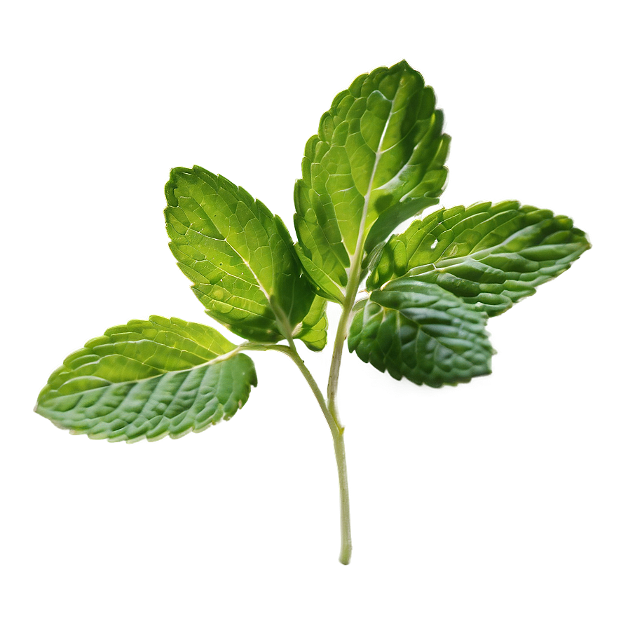 Green Mint Leaf Png 06212024