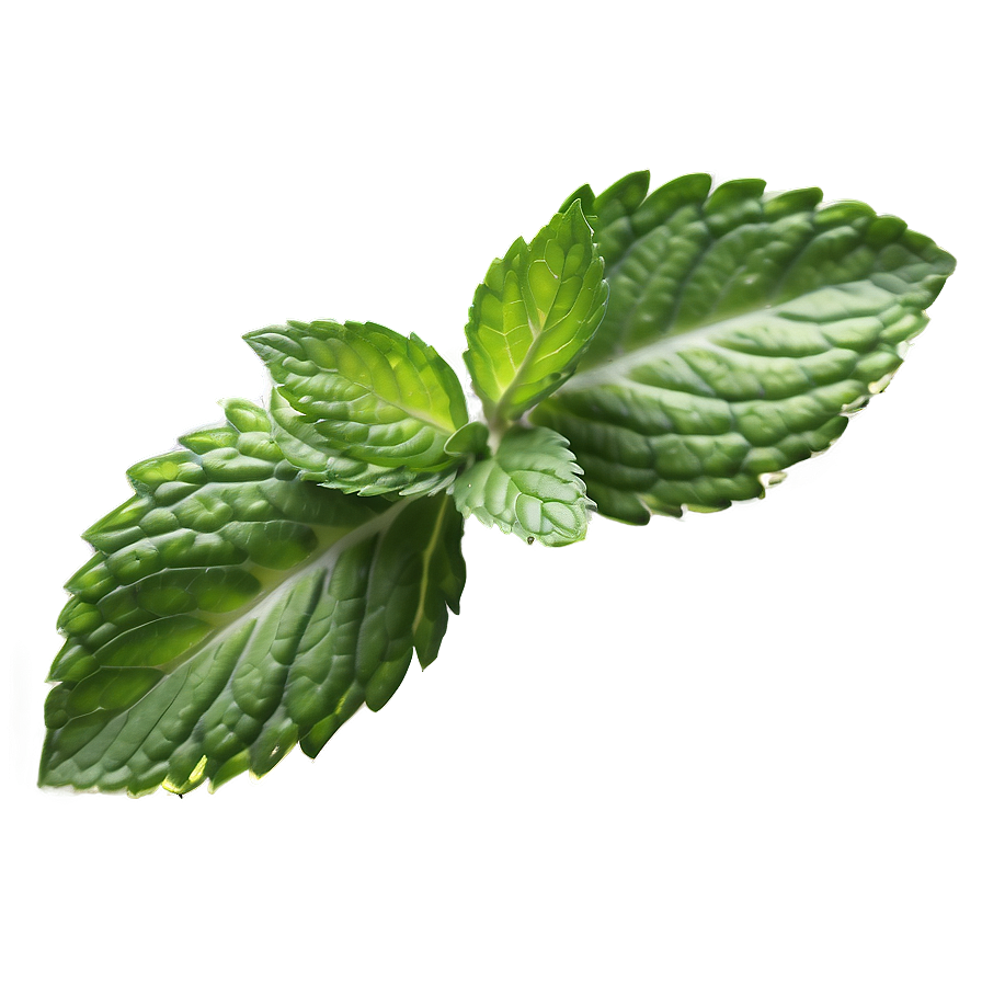 Green Mint Leaf Png Thd