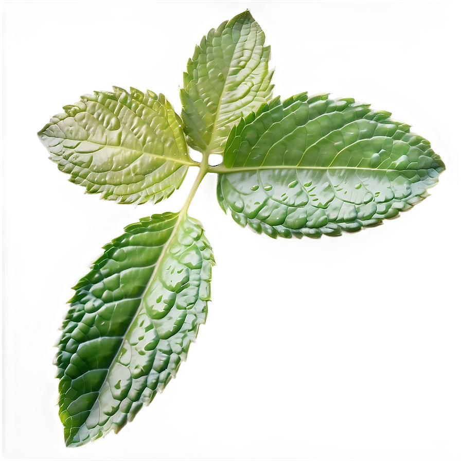 Green Mint Leaf Png Vkp15