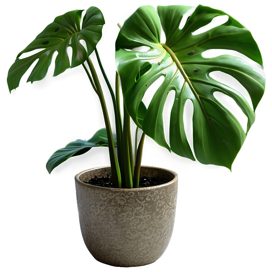 Green Monstera Plant PNG paq PNG with transparent background